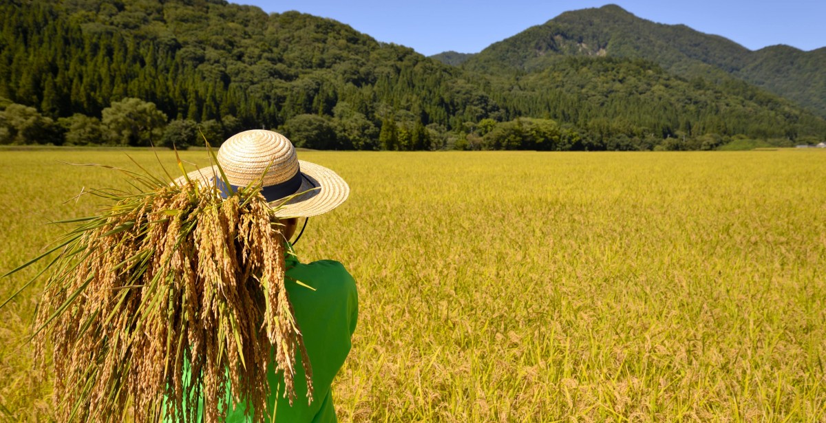 Les Meilleurs Riz du Monde Taureau Ailé